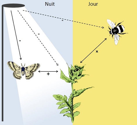 pollinisation