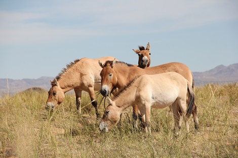 Chevaux de Przéwalski (sauvages), réserve de réintroduction de Seer, Mongolie.