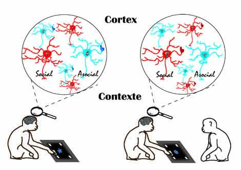 singes et neurones