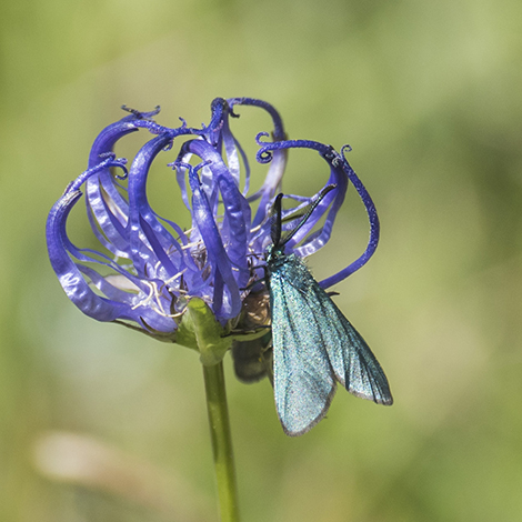 « Phyteuma hemisphaericum ».