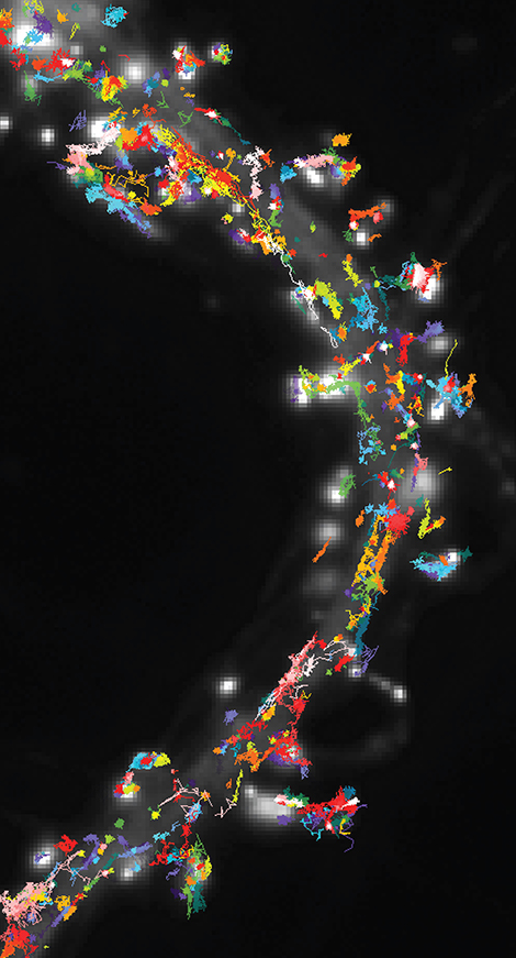 Trajectoires de récepteurs de neurotransmetteu