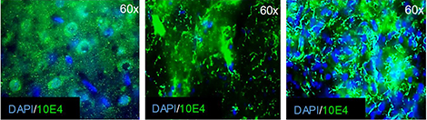 images de microscopie à fluorescence