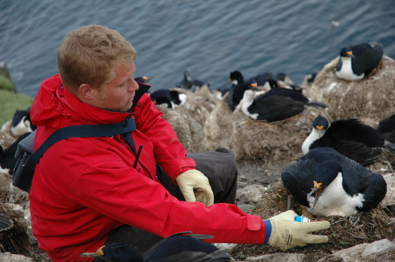 A researcher marking the nest of a Kerguelen cormorant, 'Phalacrocorax verrocosus', in the 'Sourcil Noir' colony.