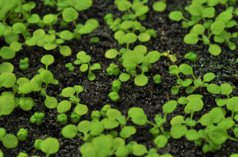 CRISPR-Cas9 dwarf mutants of lady's cress