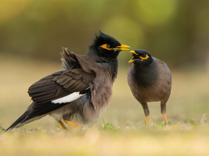 Acridotheres tristis