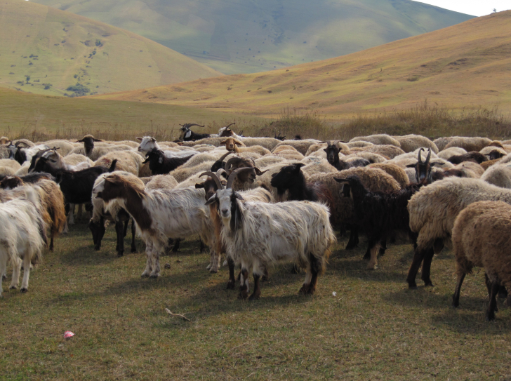 Troupeau de chèvres iraniennes