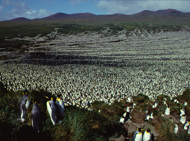 Colonie de manchots en 1982