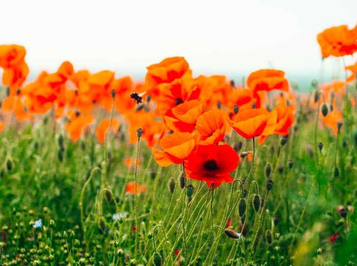 Un champ de coquelicot dans lequel vole une abeille