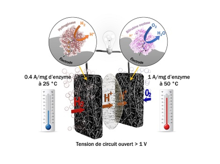 Electricity production : when enzymes rival platinum