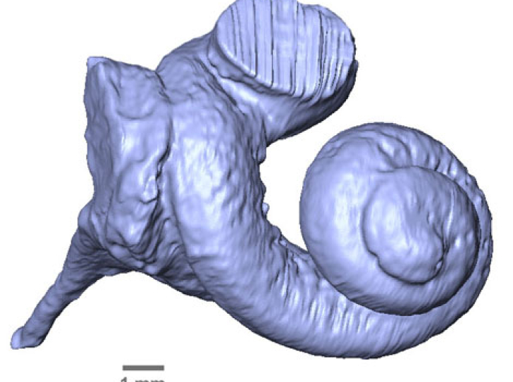 Audibility range of first whales