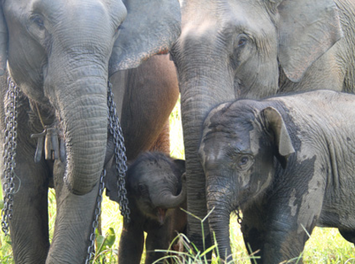 Captive elephants working in the logging industry in Laos.