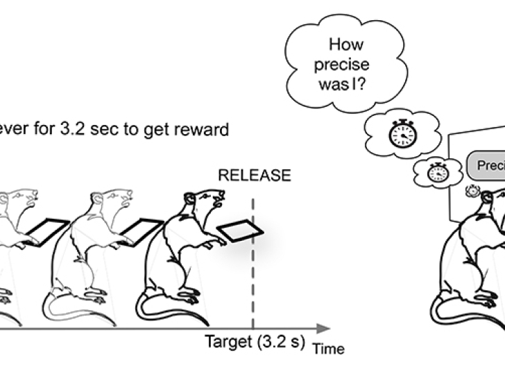 Rats can estimate their timing accuracy