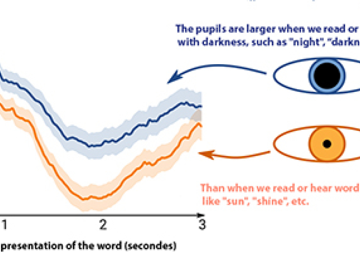 What the pupils tells us about language