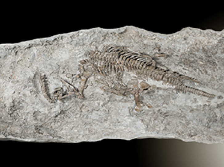 Discovery of world's oldest plesiosaur