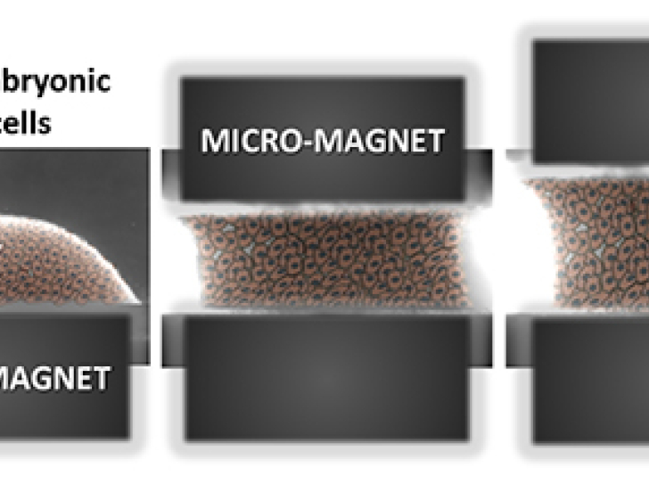 Magnetic cellular "Legos" for the regenerative medicine of the future