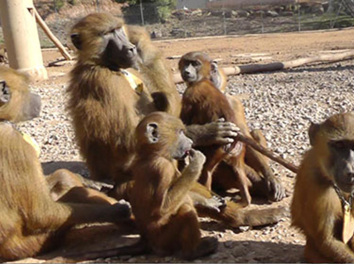 Baboons produce vocalizations comparable to vowels