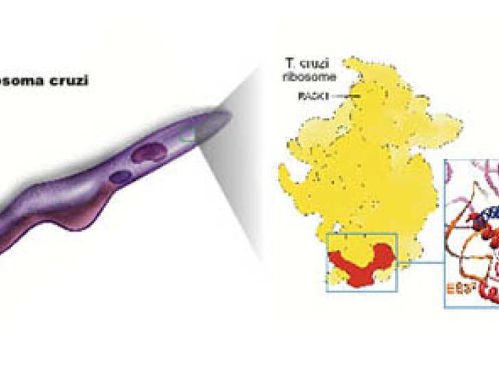 Discovery of a potential therapeutic target to combat trypanosomes