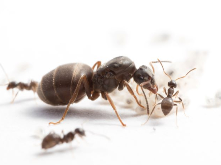 Queen and worker ants of the species Lasius niger, the black garden ant.