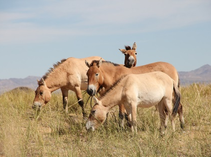 Unsaddling old theory on origin of horses