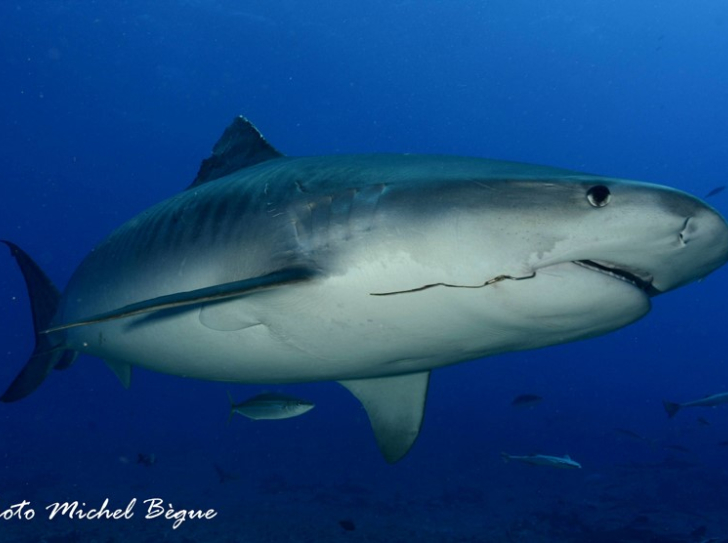 Requin