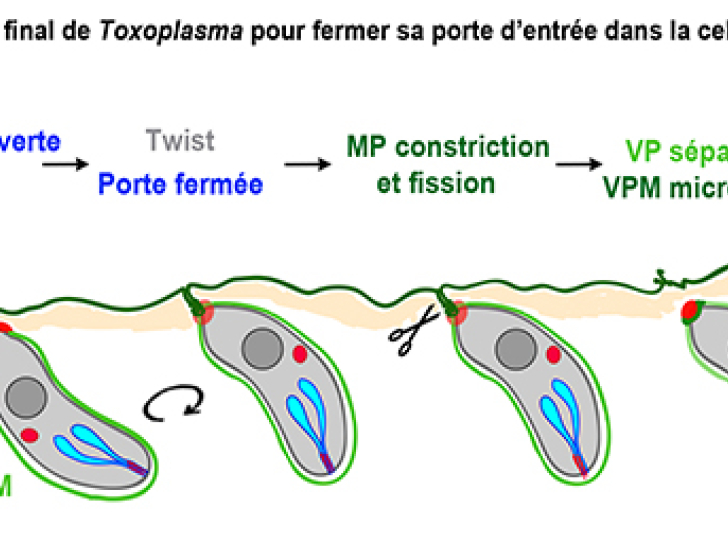 Un parasite qui se tortille pour envahir une cellule-hôte