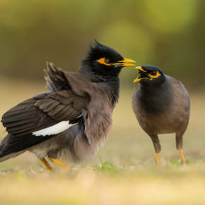 Acridotheres tristis