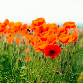 Un champ de coquelicot dans lequel vole une abeille