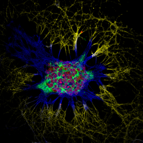 Mouse neurons