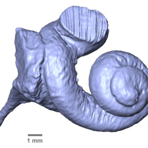 Audibility range of first whales