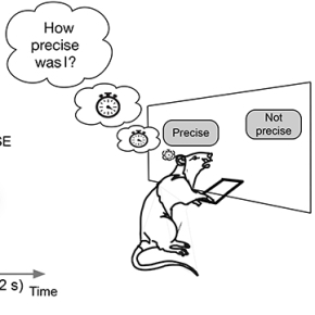 Rats can estimate their timing accuracy