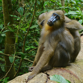 Smell helps primates flee parasites