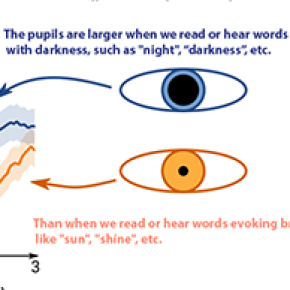 What the pupils tells us about language