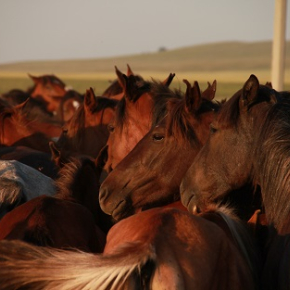 Scythian horses shed light on animal domestication