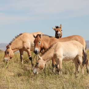 Unsaddling old theory on origin of horses