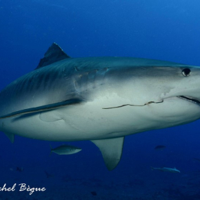 Requin