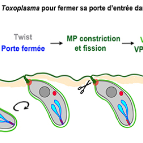 Un parasite qui se tortille pour envahir une cellule-hôte